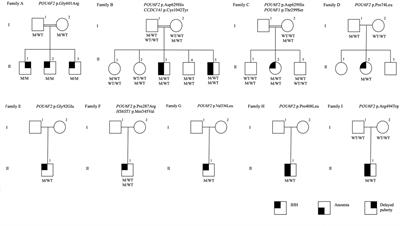 POU6F2 mutation in humans with pubertal failure alters GnRH transcript expression